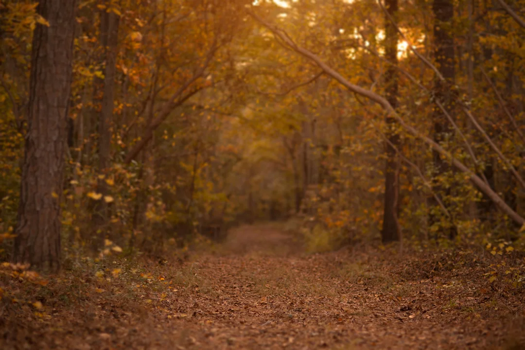 Fall 13 copy.jpg