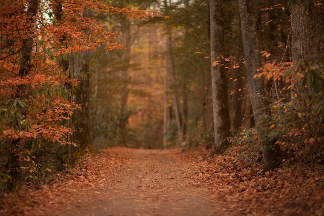 KCC Fall 2 Digital Backgrounds — KCC Actions