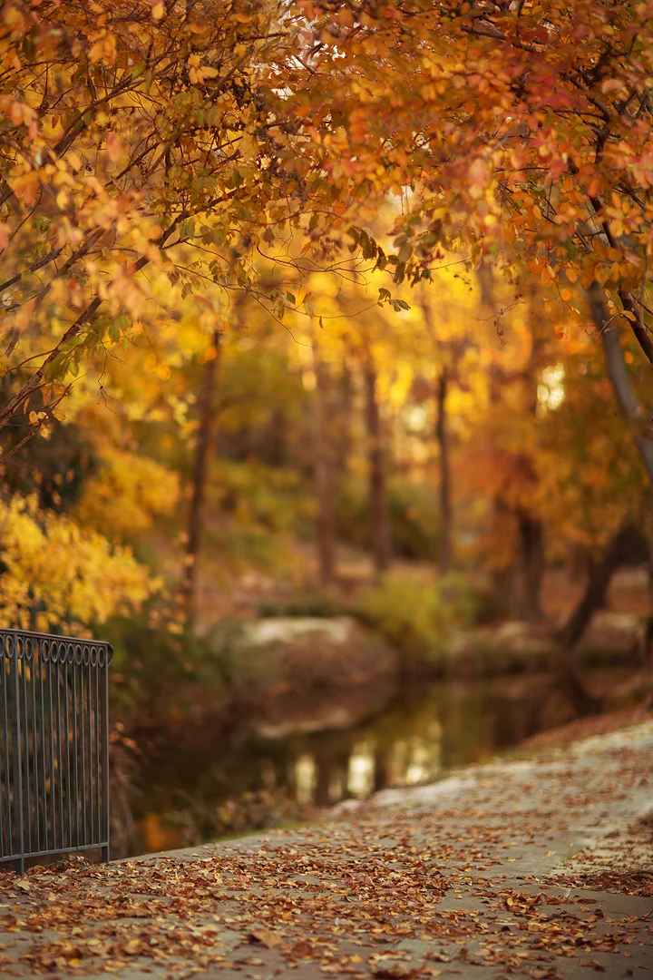 Fall or Autumn Digital backgrounds/Backdrops for Photoshop, CC, Photoshop elements or Gimp!