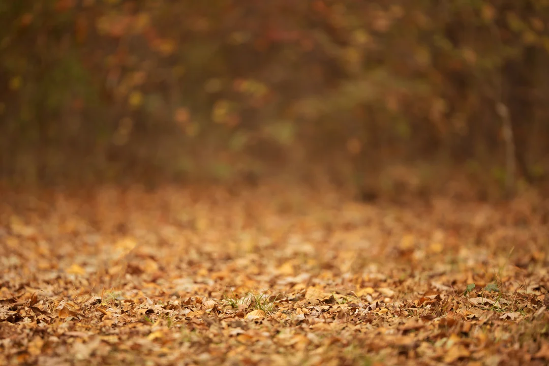 Fall or Autumn Digital backgrounds/Backdrops for Photoshop, CC, Photoshop elements or Gimp! 