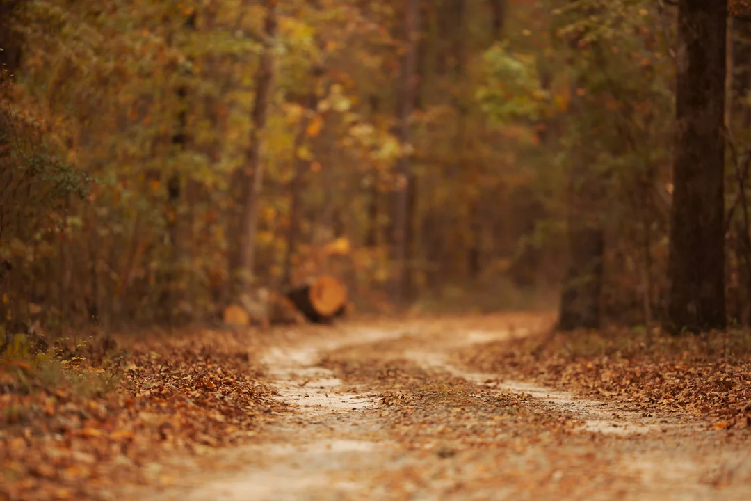 Fall or Autumn Digital backgrounds/Backdrops for Photoshop, CC, Photoshop elements or Gimp! 