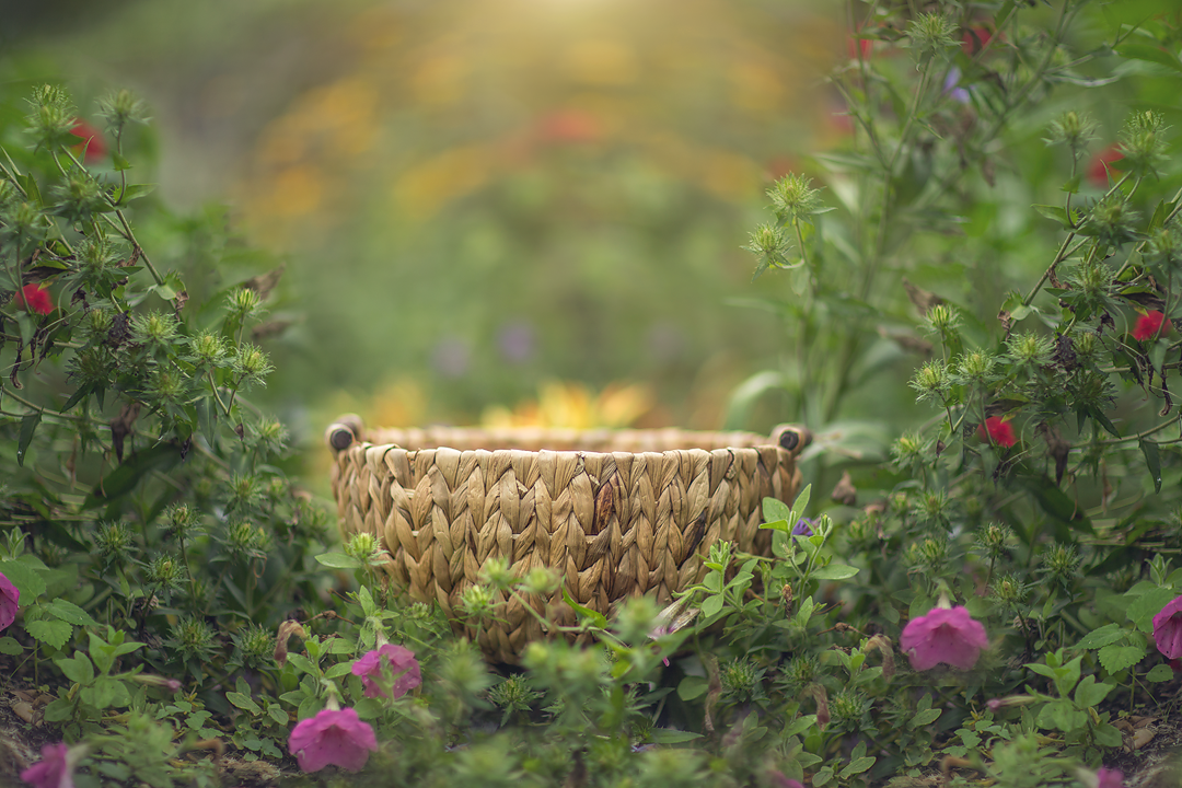 Newborn in Flower fields Summer trail digital background sets