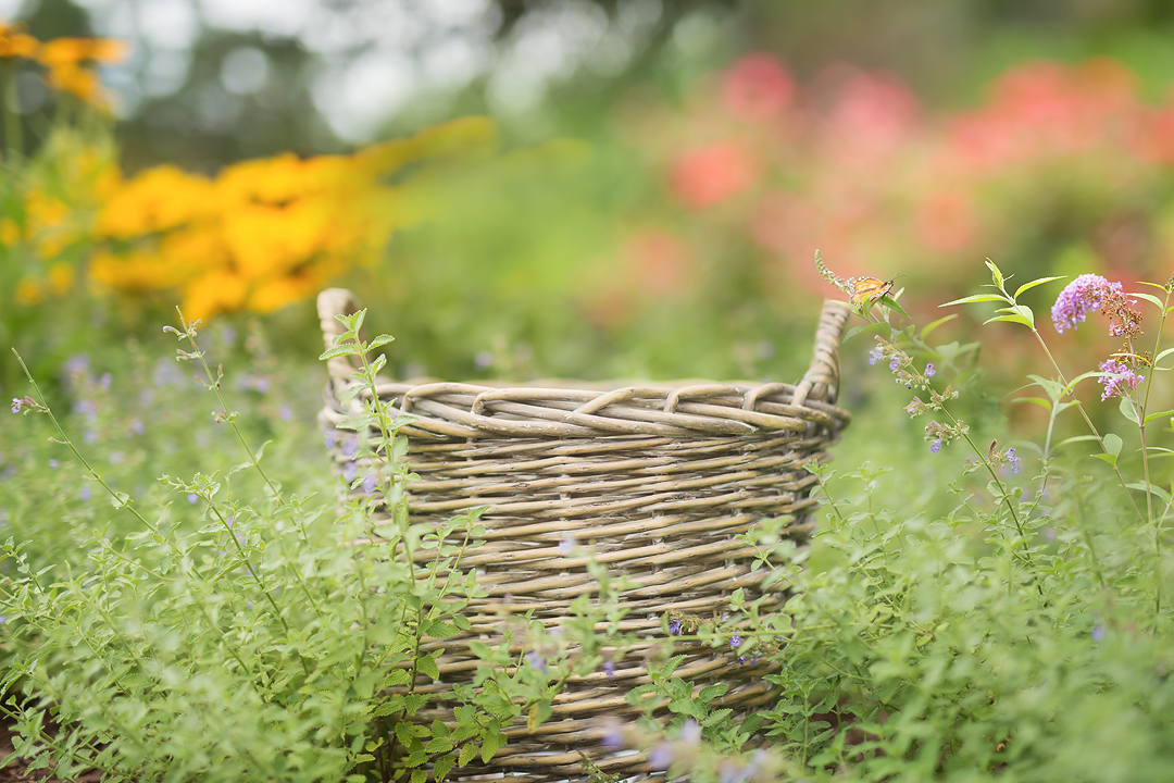 Newborn in Flower fields Summer trail digital background sets
