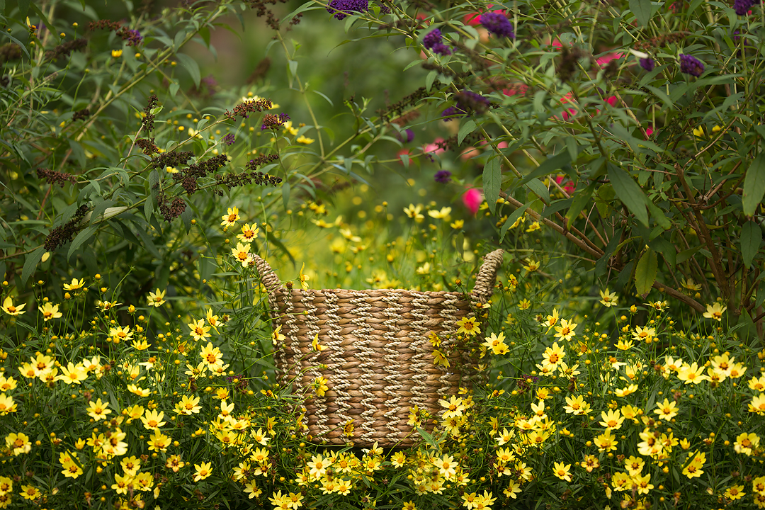 Newborn in Flower fields Summer trail digital background sets