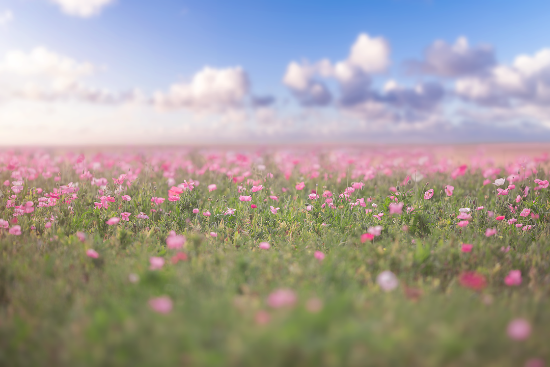 Summer flower fields Summer trail digital background sets