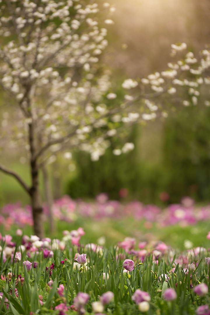 Summer Digital Backgrounds And Backdrops Kcc Photoshop Actions