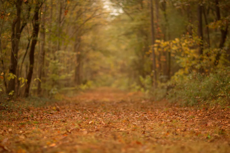 KCC Fall Digital Backgrounds/Backdrops 2017 -2 — KCC Photoshop Actions