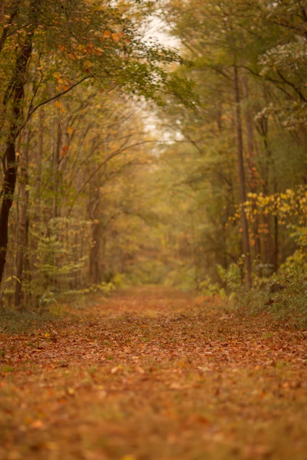 KCC Fall Digital Backgrounds/Backdrops 2017 -2