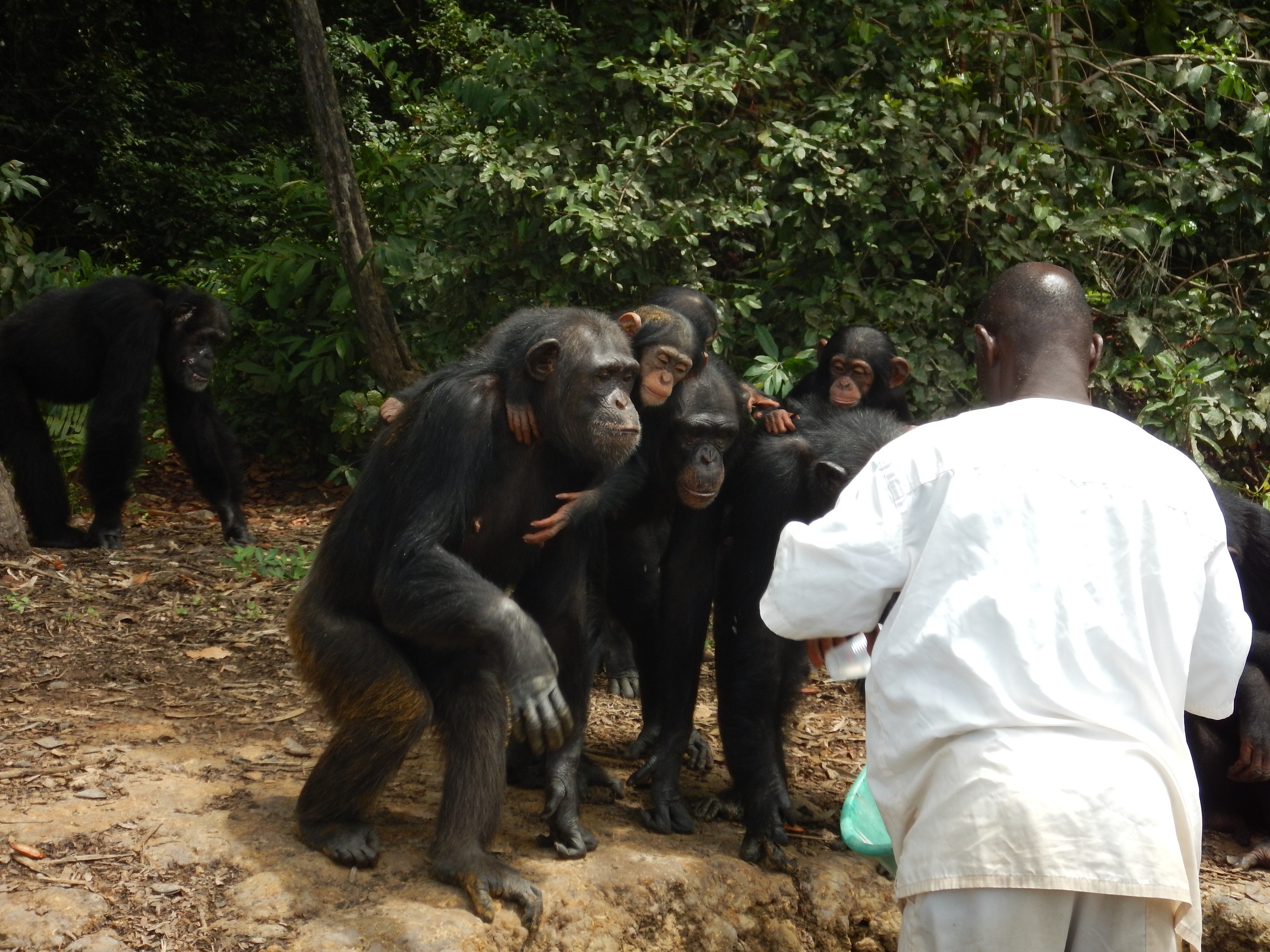 Chimpanzees crowding water's edge, thirsty for water. Credit: Agnes Souchal. 