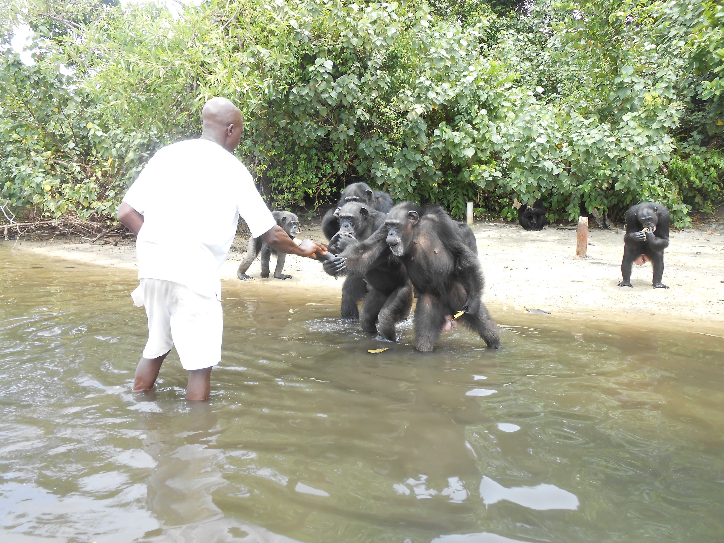 Ben hands out plantains to hungry chimpanzees. Source: Agnes Souchal. 