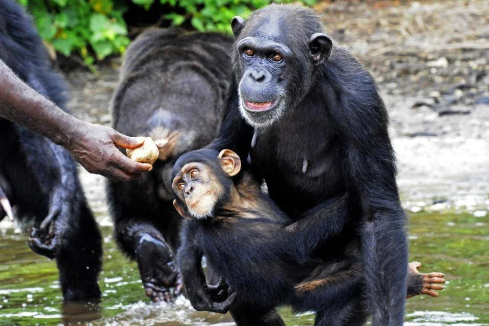 Abandoned chimps on the island, being hand fed. Credit: Agnes Souchal. 