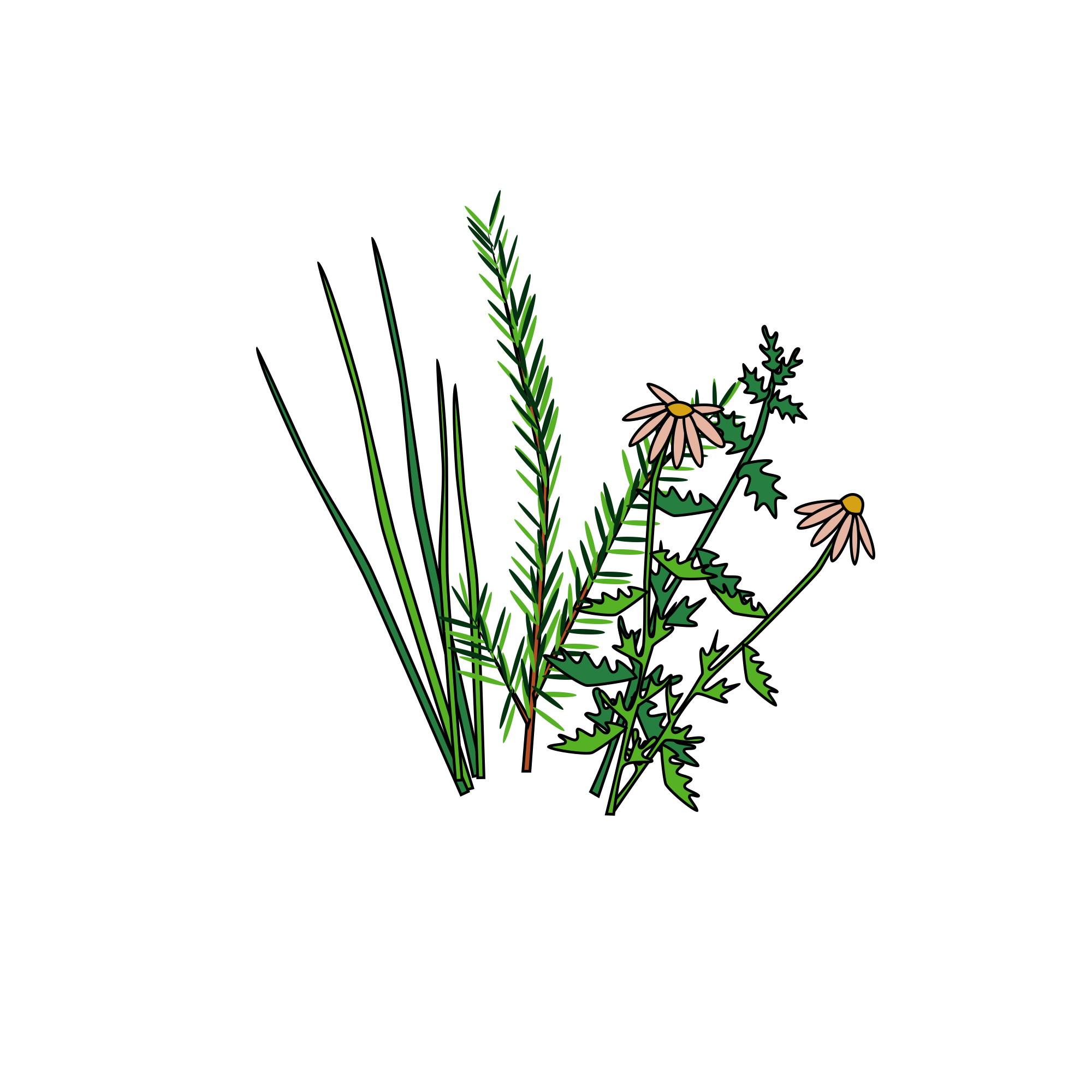 herbs.png