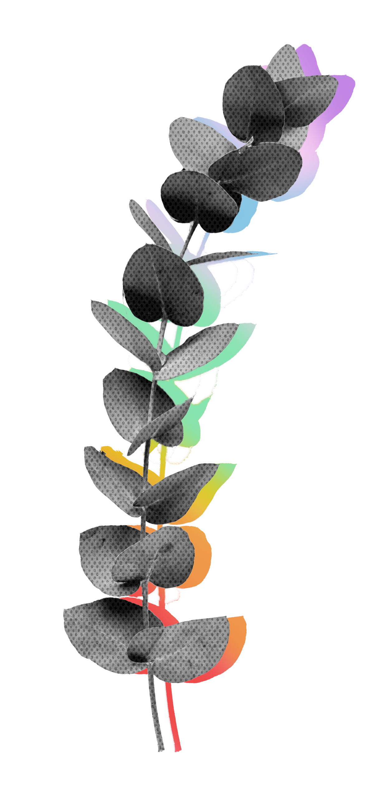 eucalypt.png