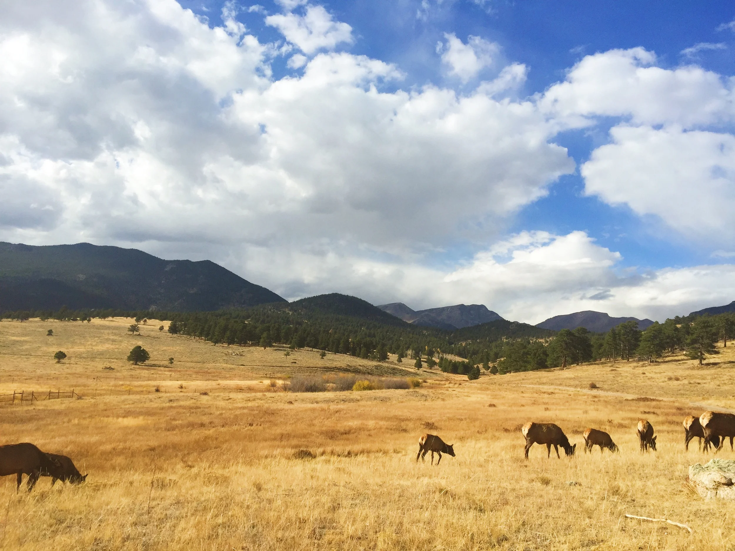 I came across some Elk and literally thought I was in a National Geographic magazine. 