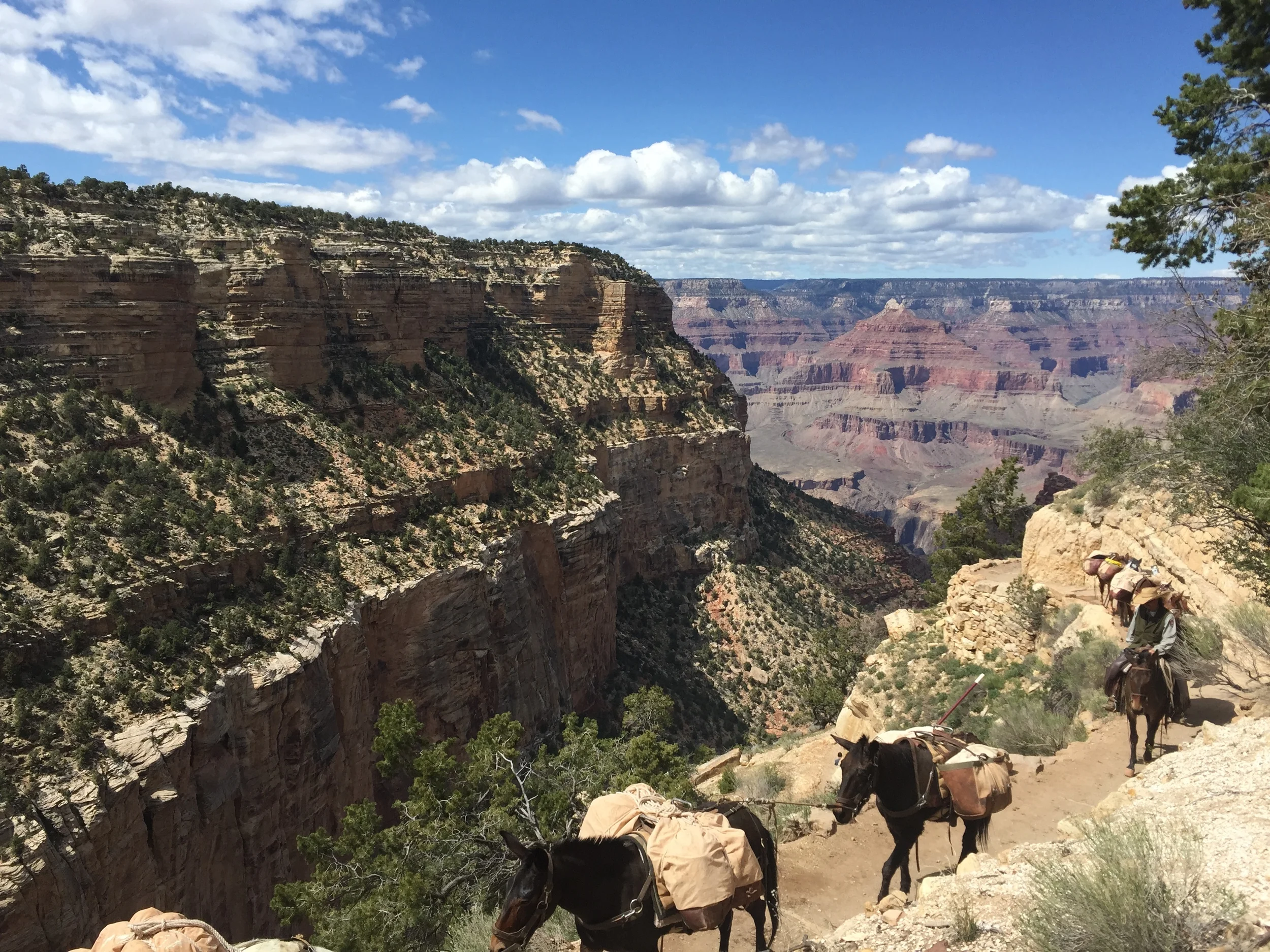 mule rides at the grand canyon
