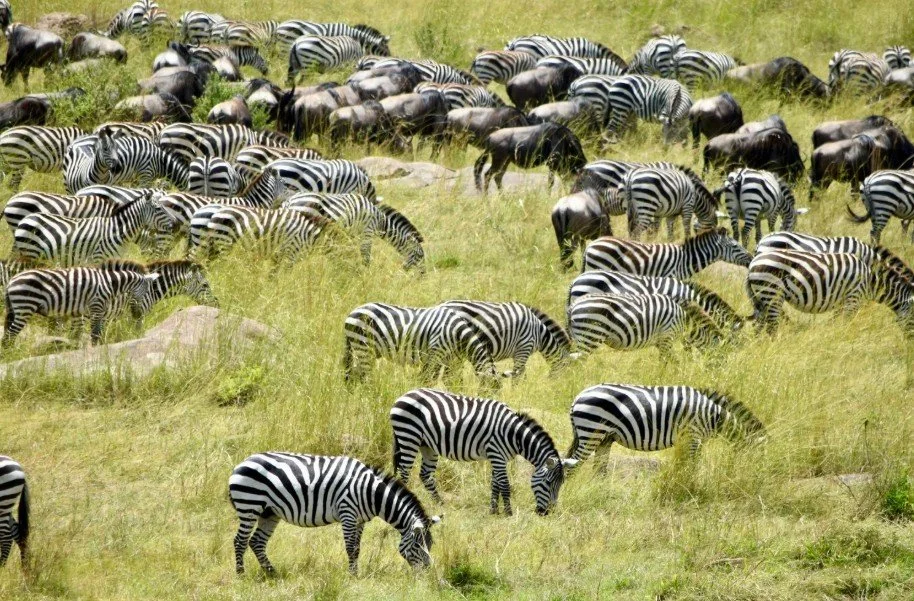 The Honest Guide to Planning a Luxury Safari Honeymoon (What Nobody Tells You Until You're Already Booking)