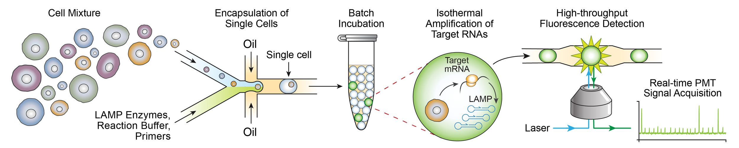 Leland's work on singlecell gene expression profiling is published in