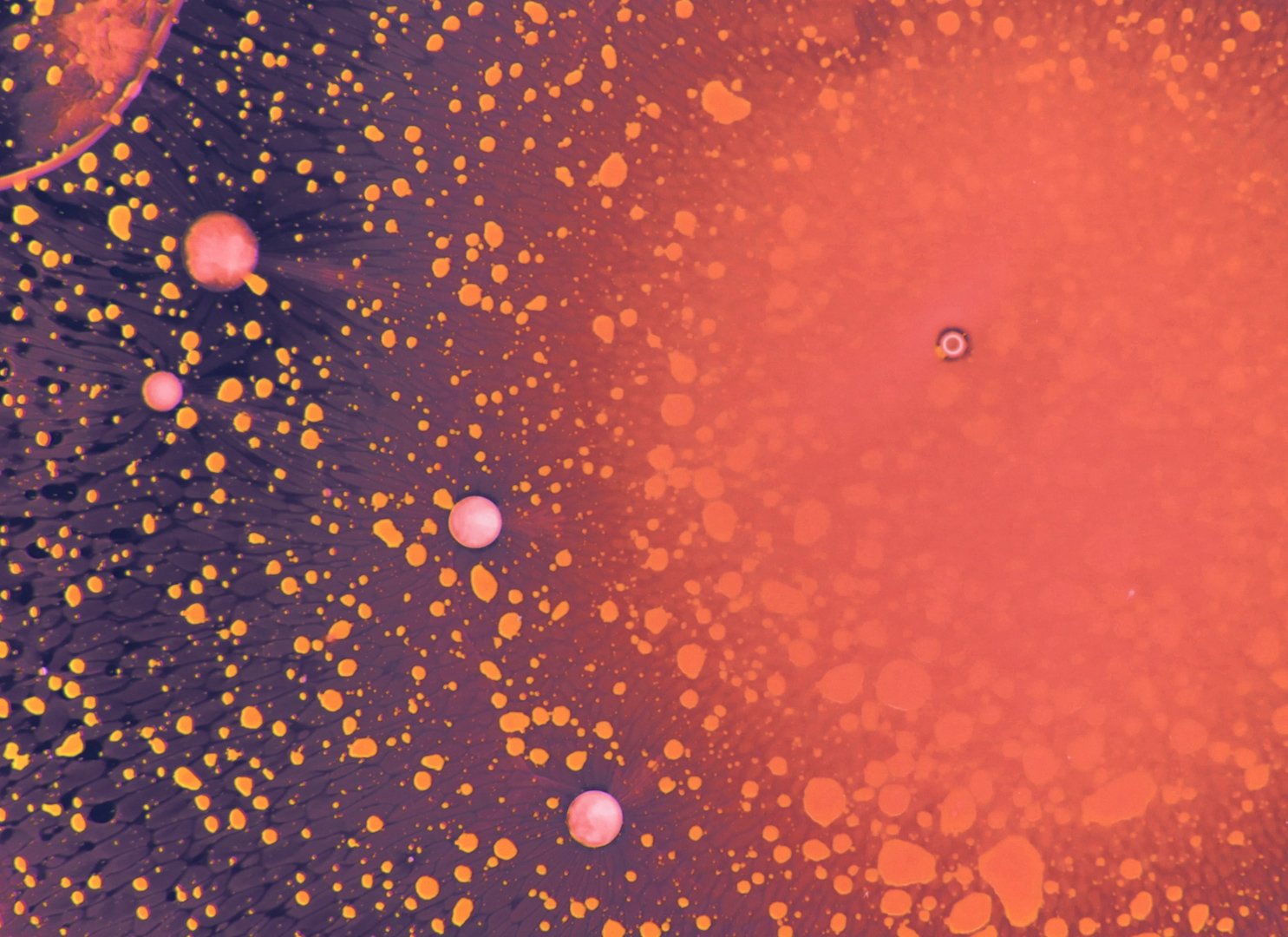 "SANCTUARY" - Plankton Wat