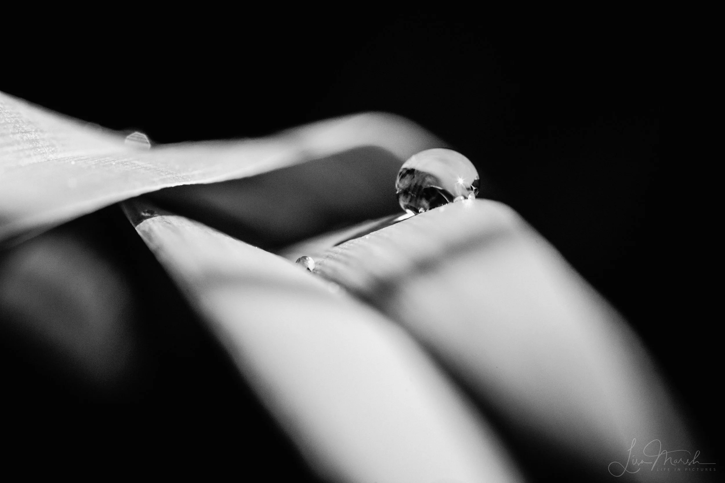 _MG_2331.jpg