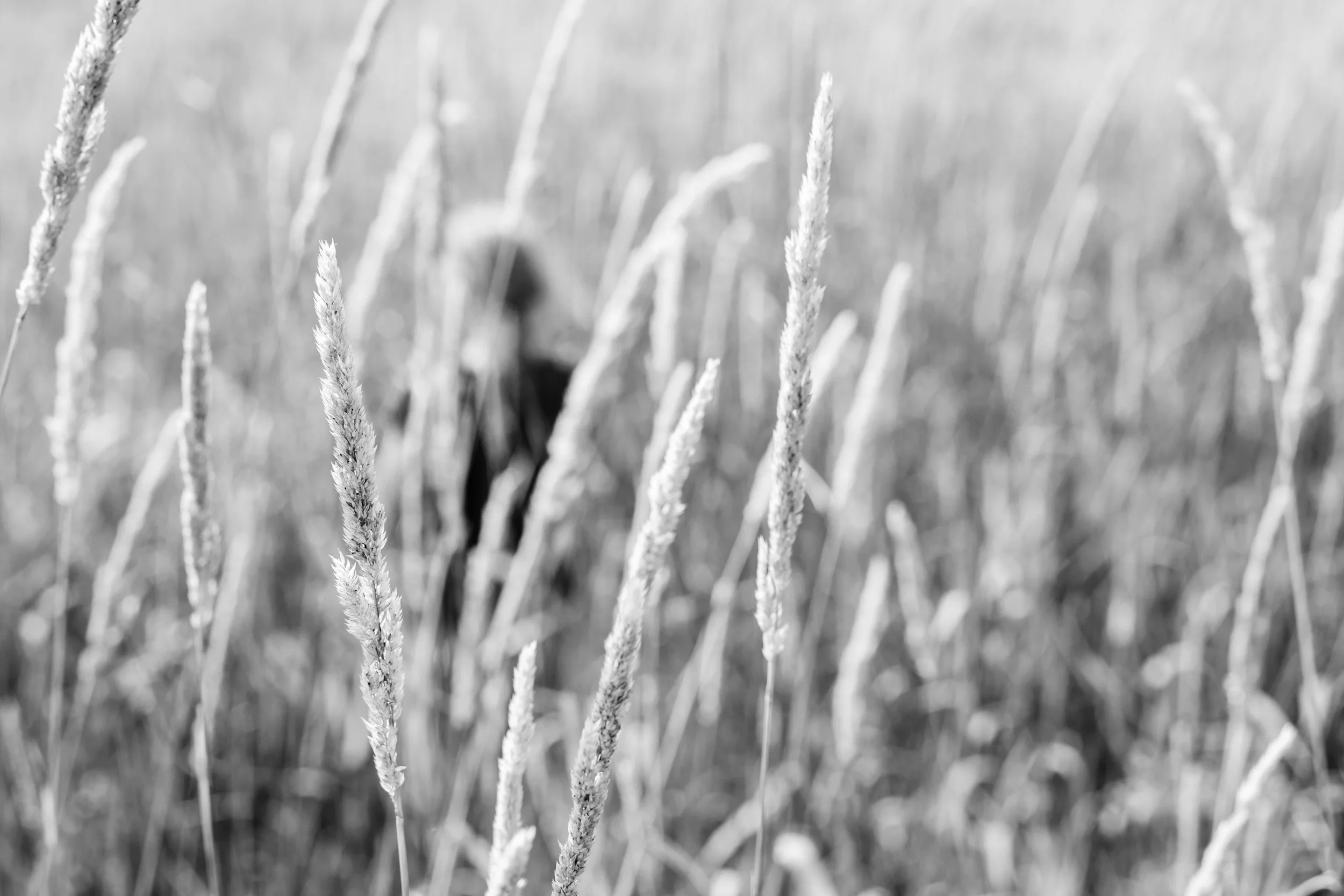 _MG_0610.jpg