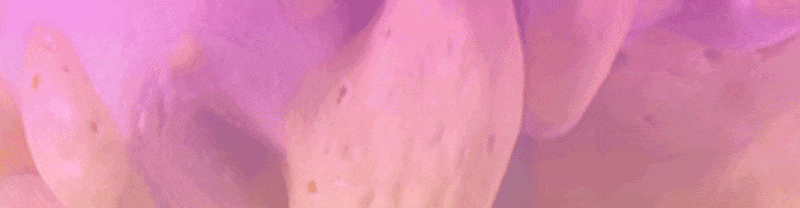 JW-BottomGif.gif