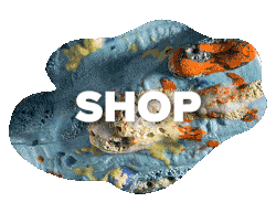 shop.gif