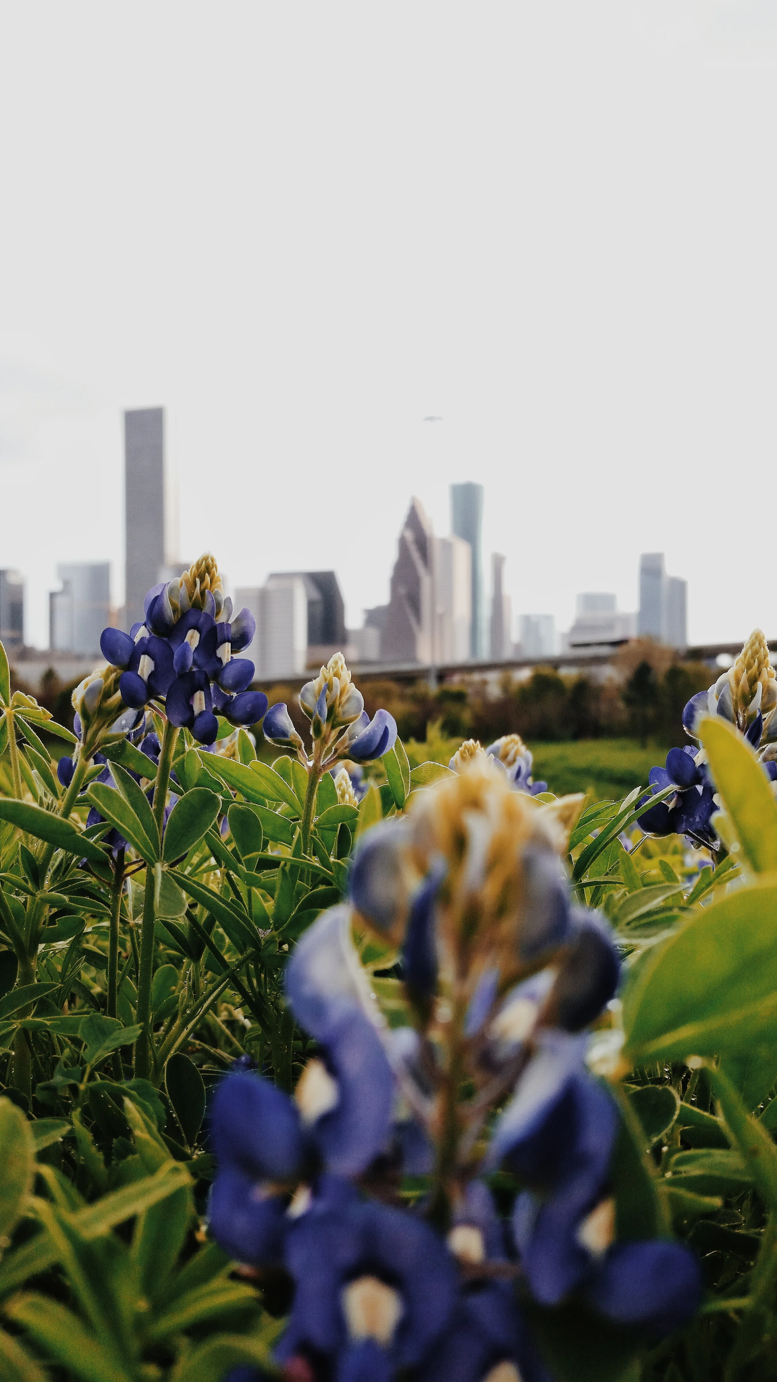 White_Oak_Bayou_Trail.jpg
