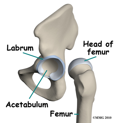  Hip joint anatomy. Picture courtesy www.methodistorthopaedics.com