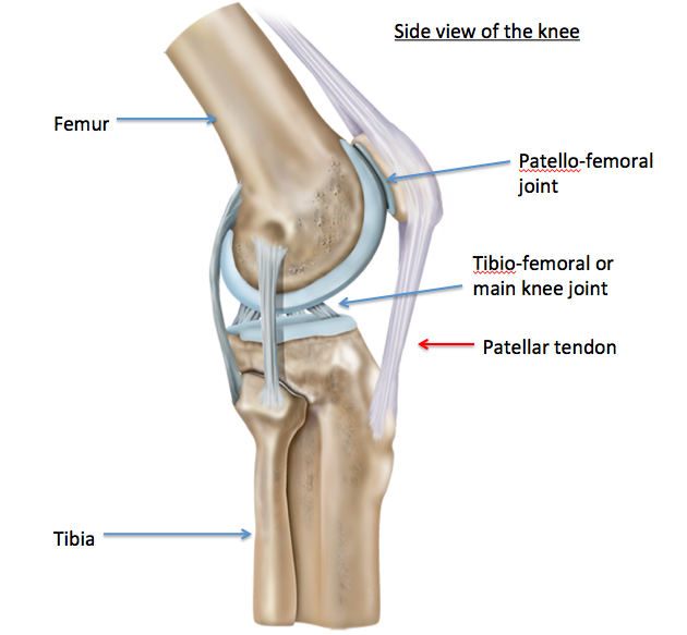 &nbsp; &nbsp; &nbsp; &nbsp; &nbsp; Knee joint anatomy