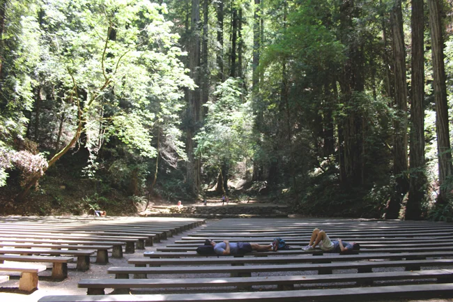 redwoods lazy