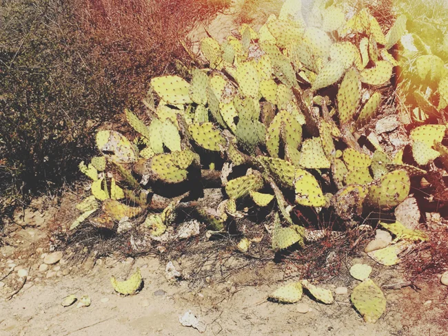 cactushike