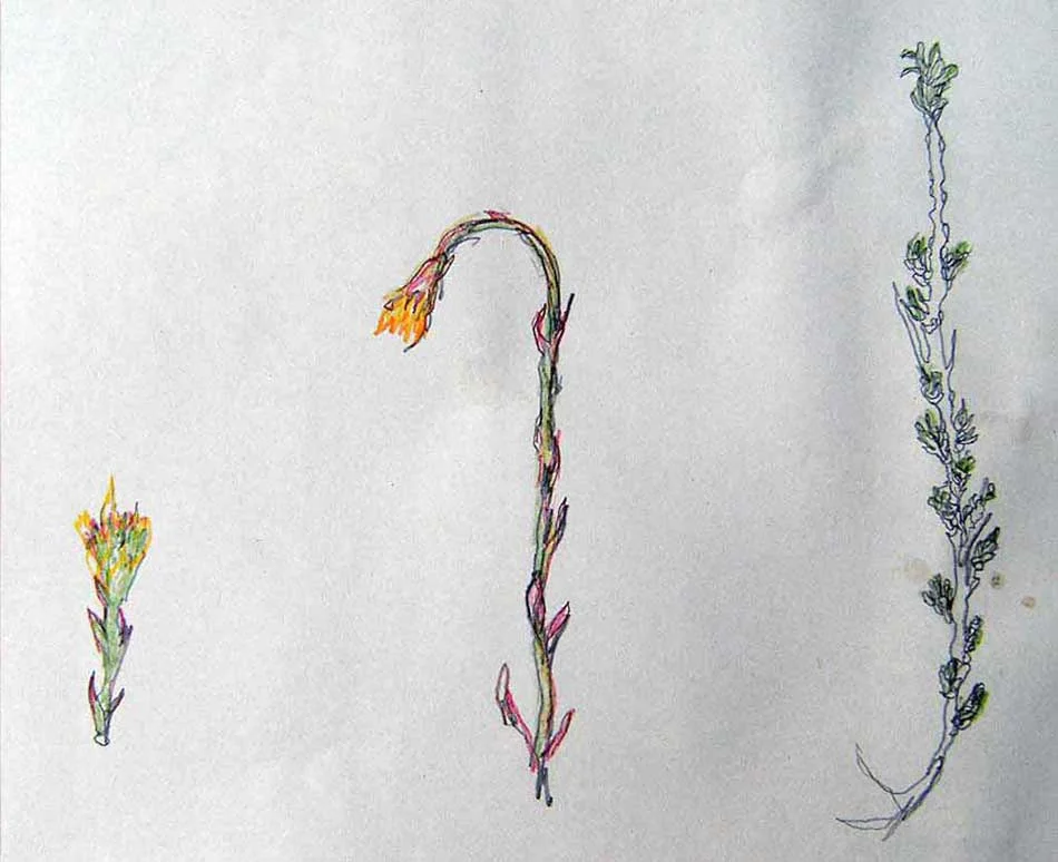 Gratis lezing "Eten uit de natuur"