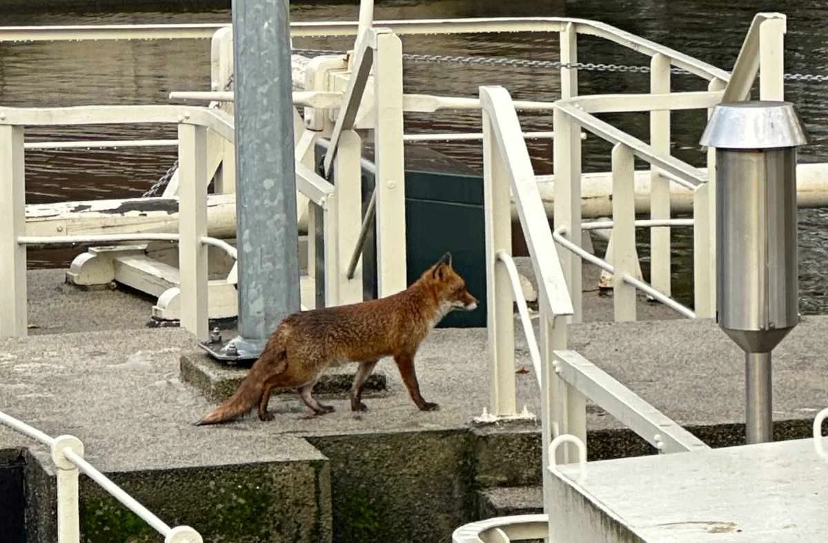 vos-op-sluis.jpg