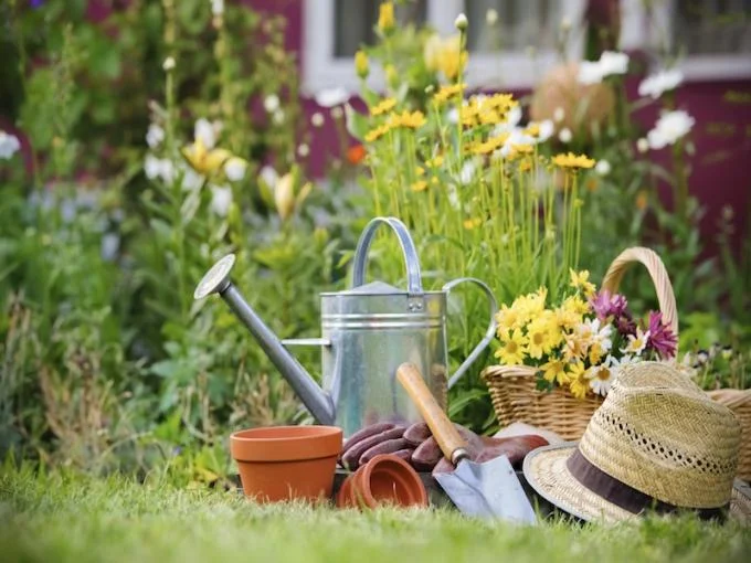 gartenpflanzen_148949232.jpg