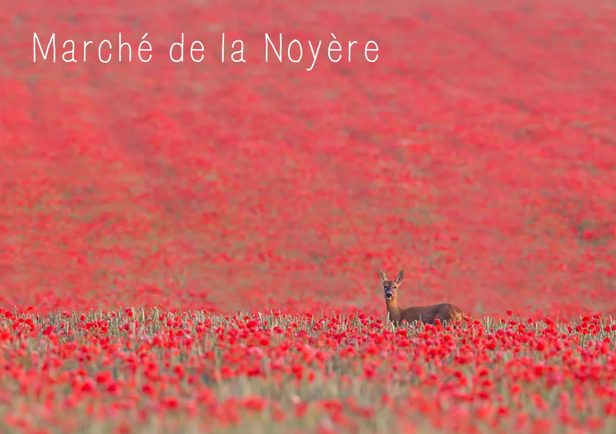 flyer-marche-17-print.jpg