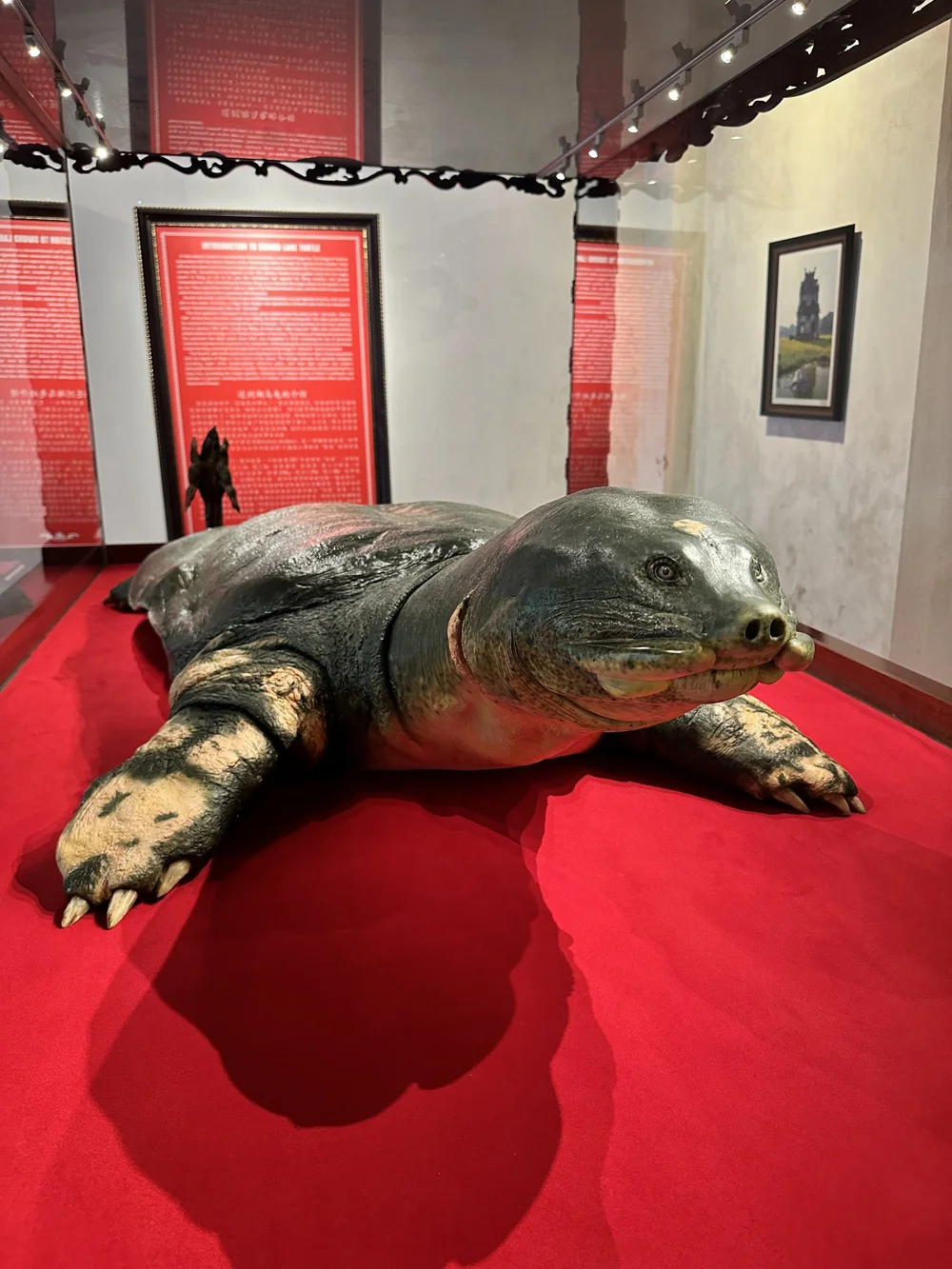  Sacred turtle of Hoàn Kiếm lake  .   