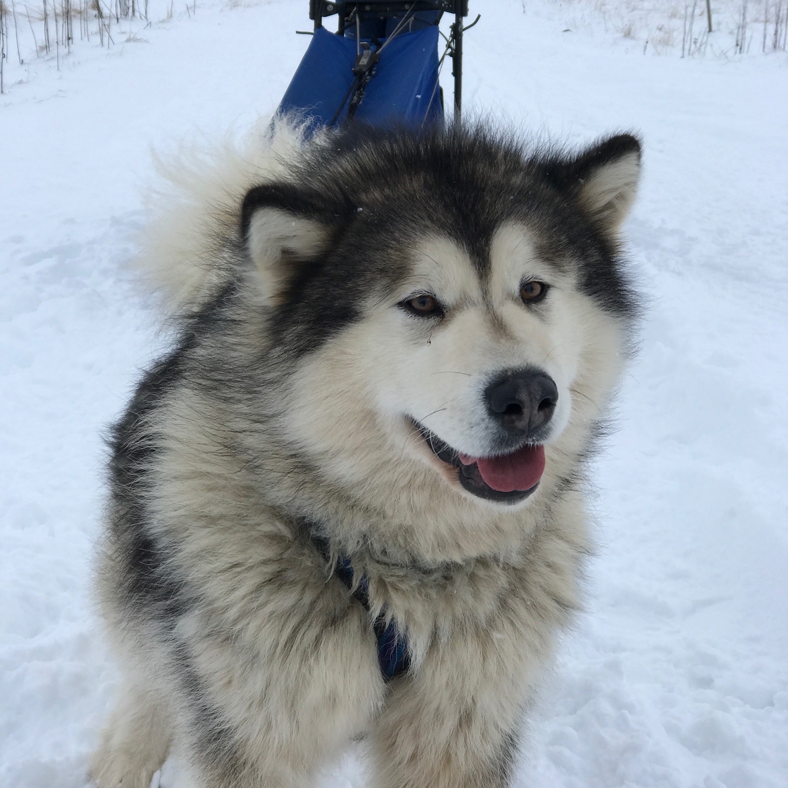 Dogsledding in Akureyri via Inspiration Iceland