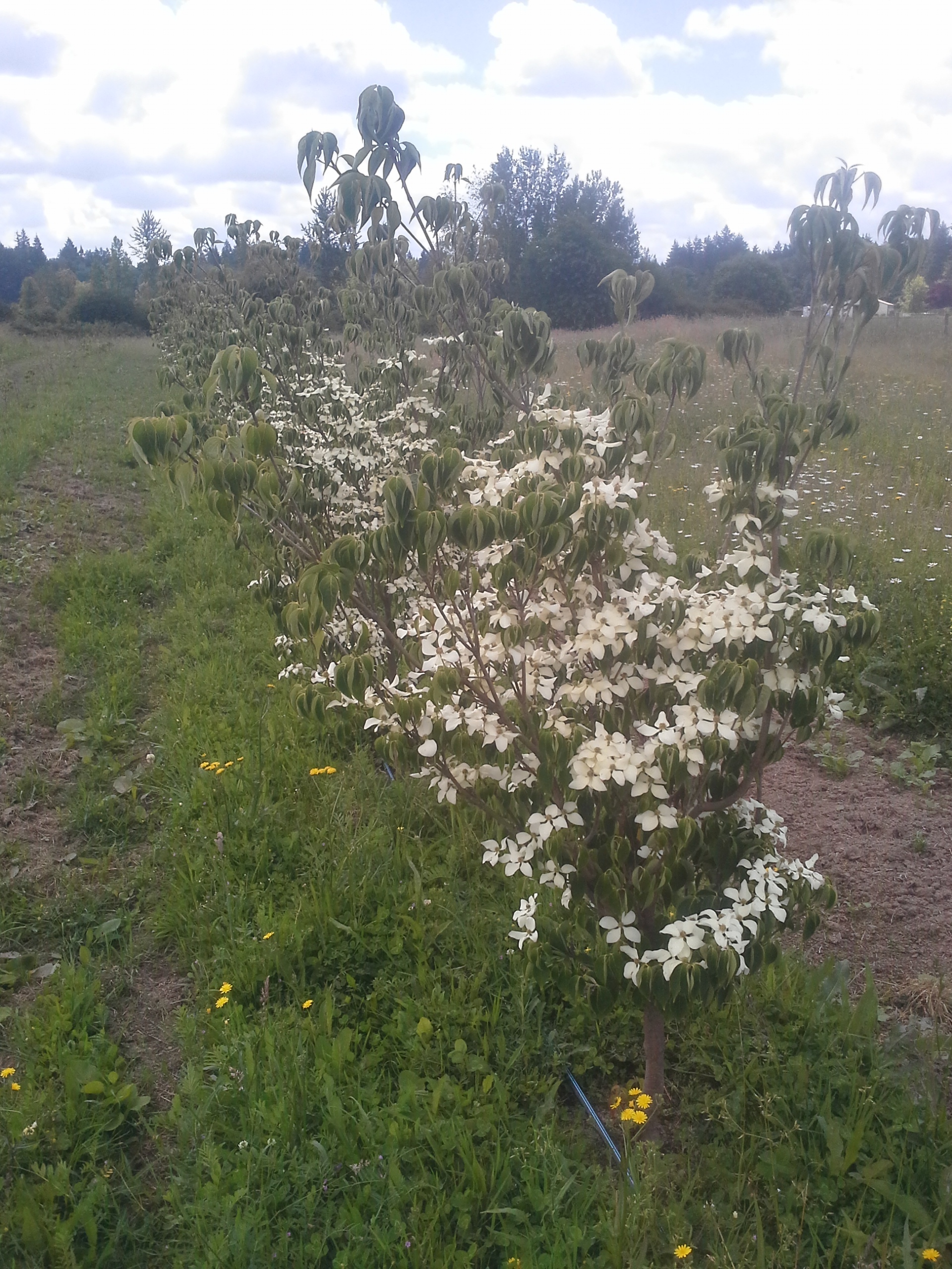 Cornus kousa