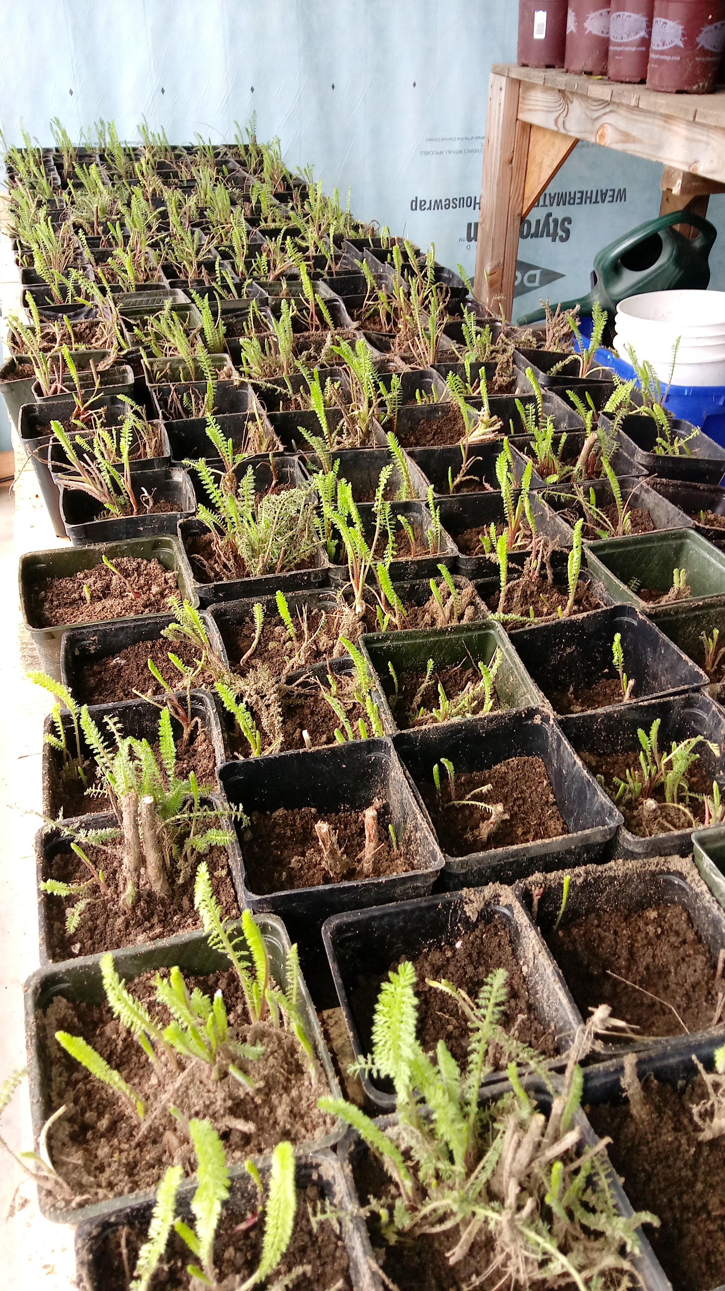 Yarrow, divided and potted up for transplanting. 