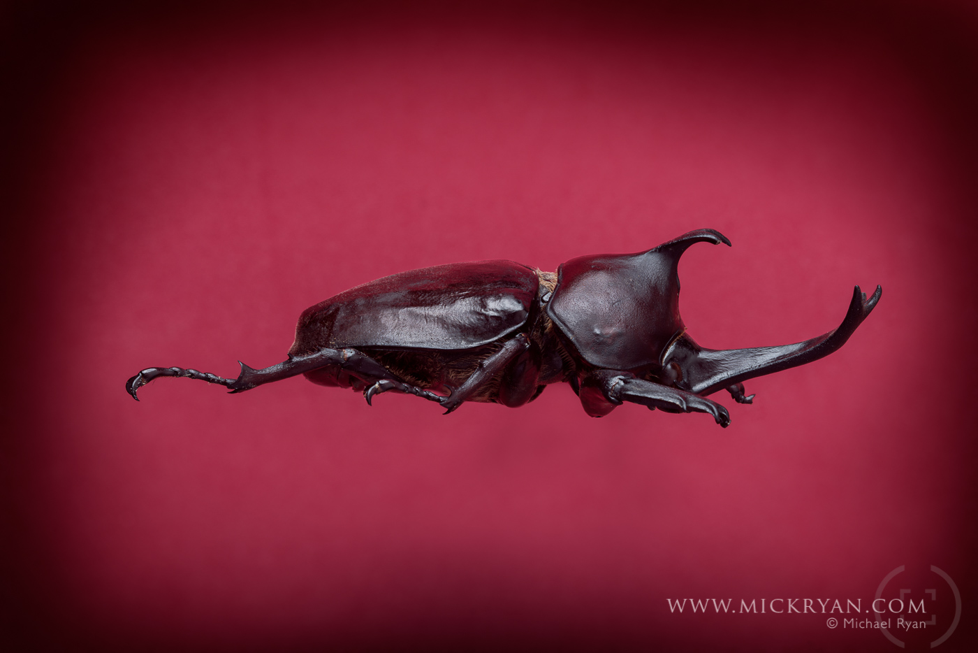Unicorn beetle profile.