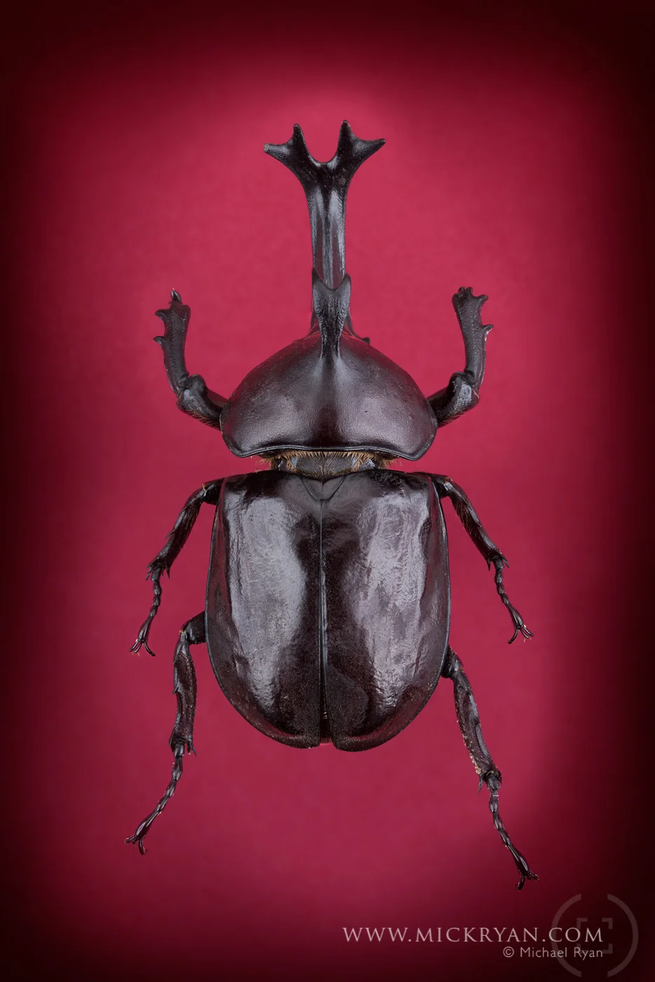 Unicorn beetle top side.