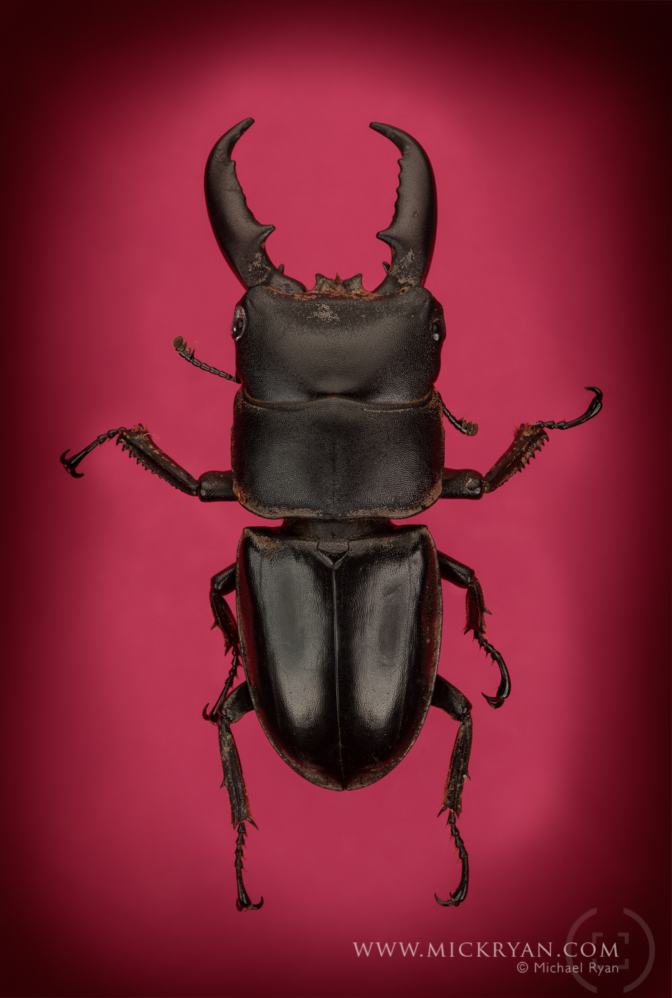 Stag beetle top side.