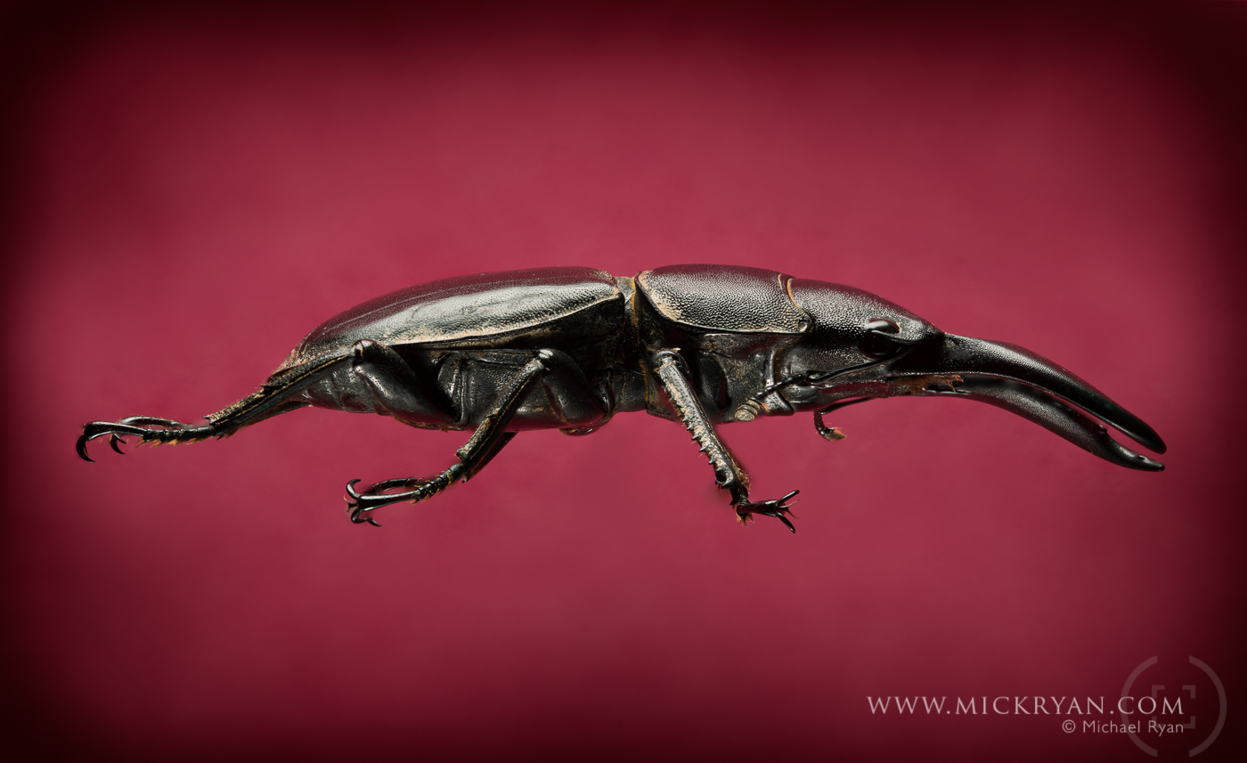 Stag beetle profile.