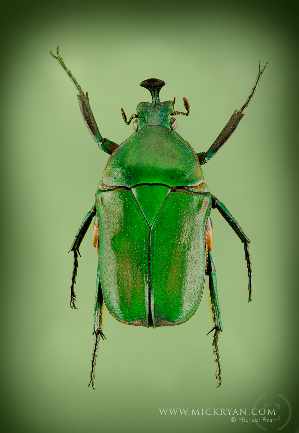 Scarab top side.