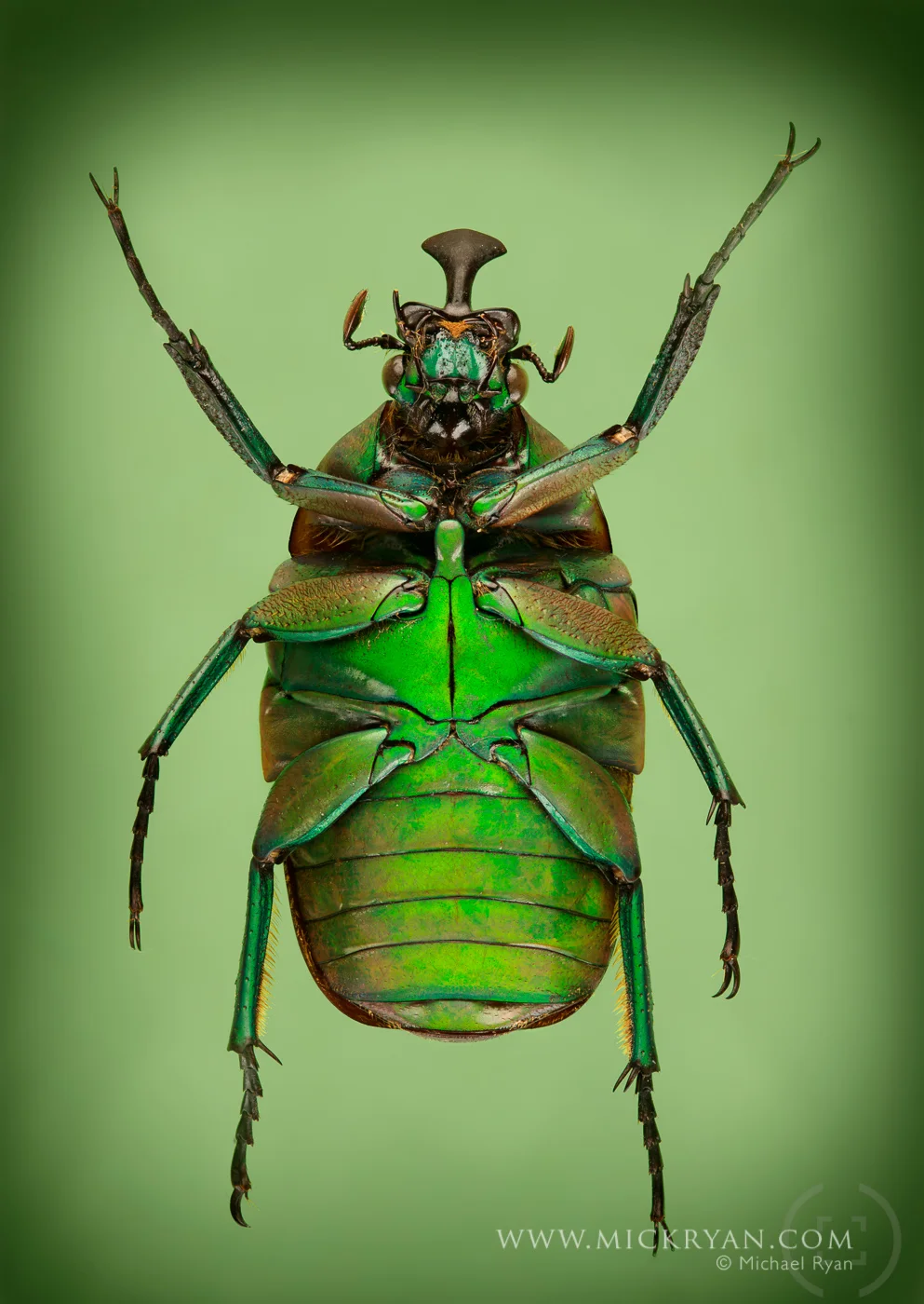 Scarab underside.