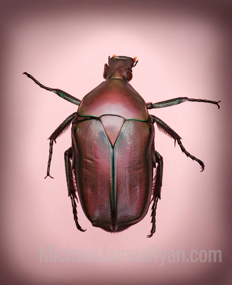 Pink Egyptian Scarab