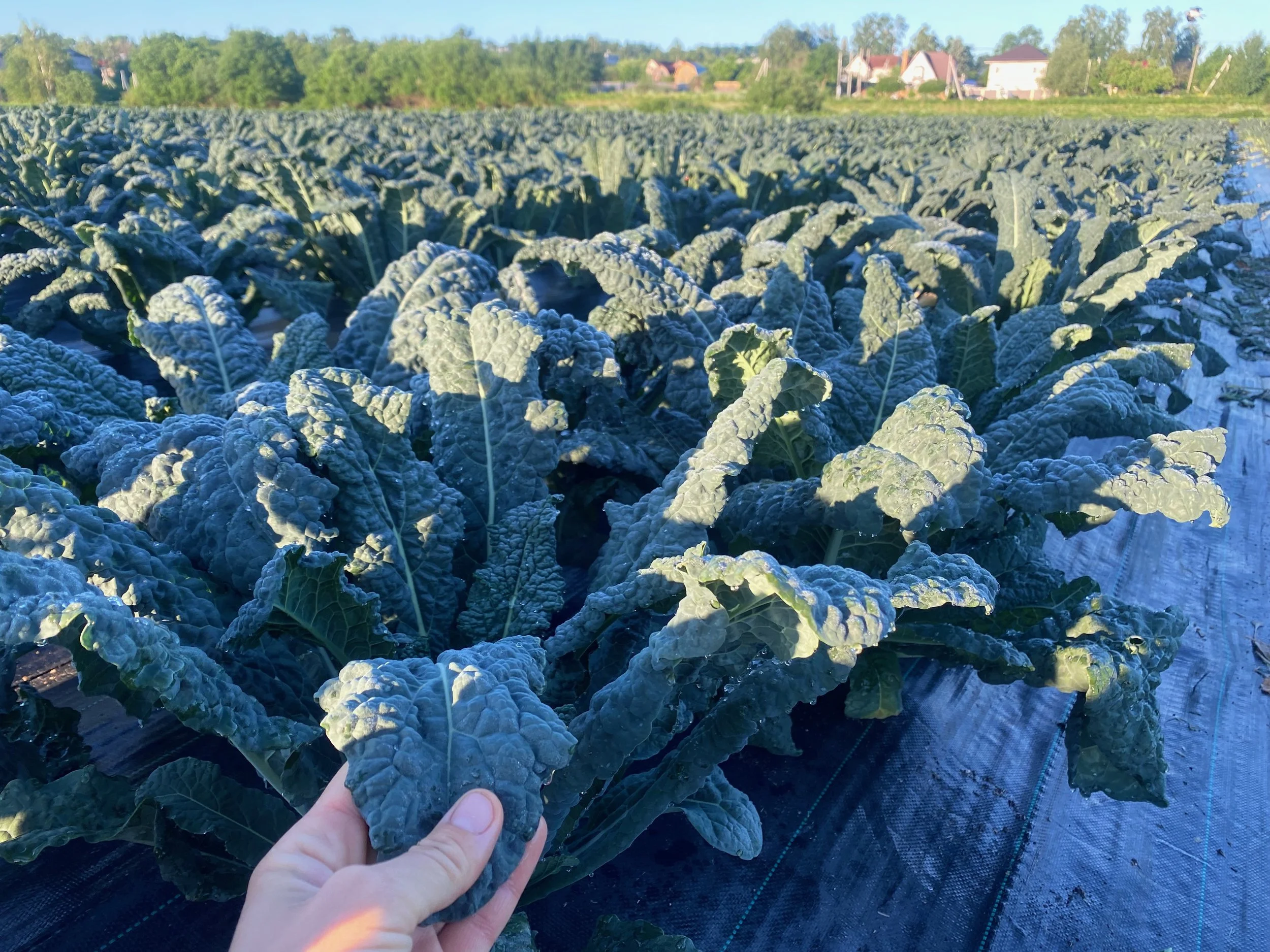 Кейл Тосканский