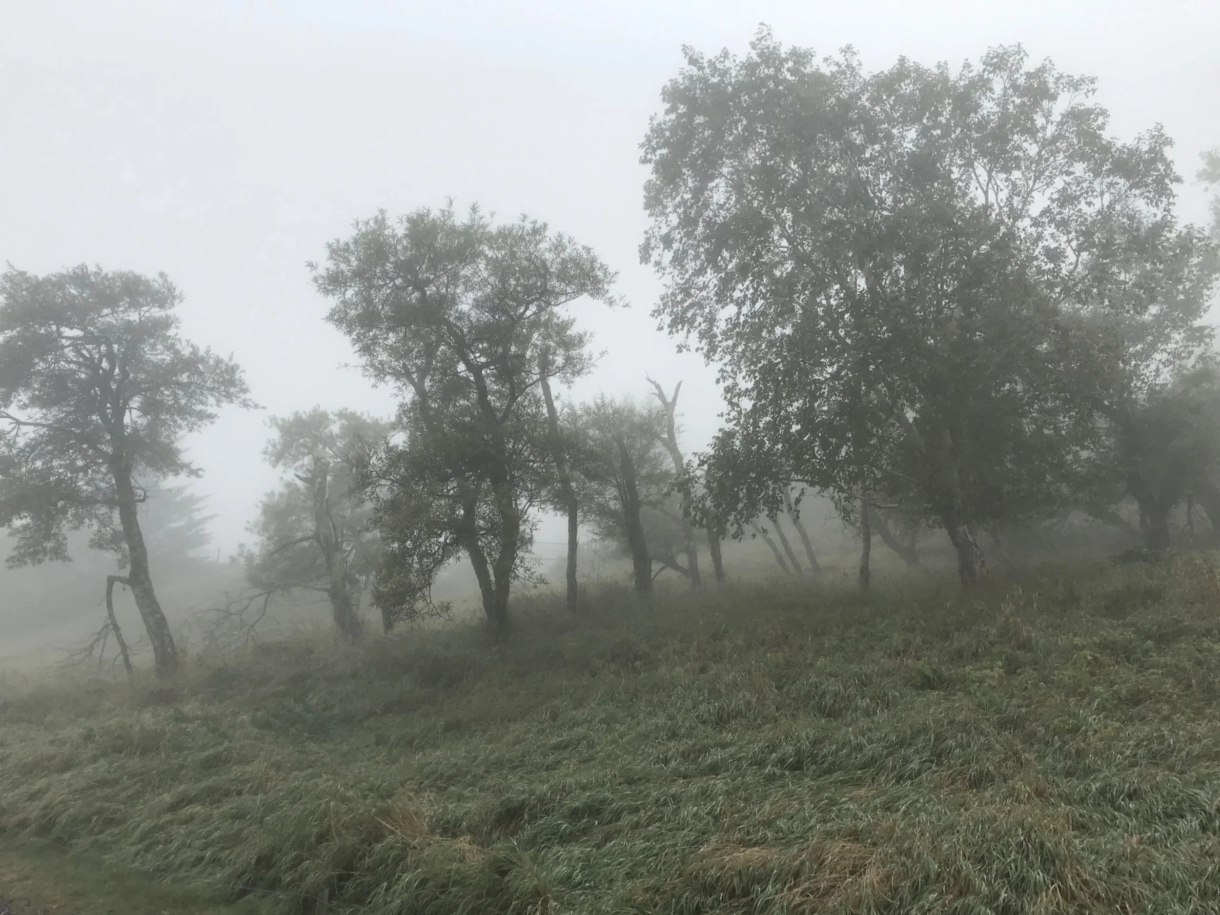 Landscapes in the Mist
