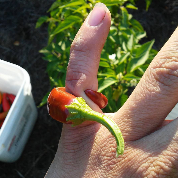 A perfect pepper ring.