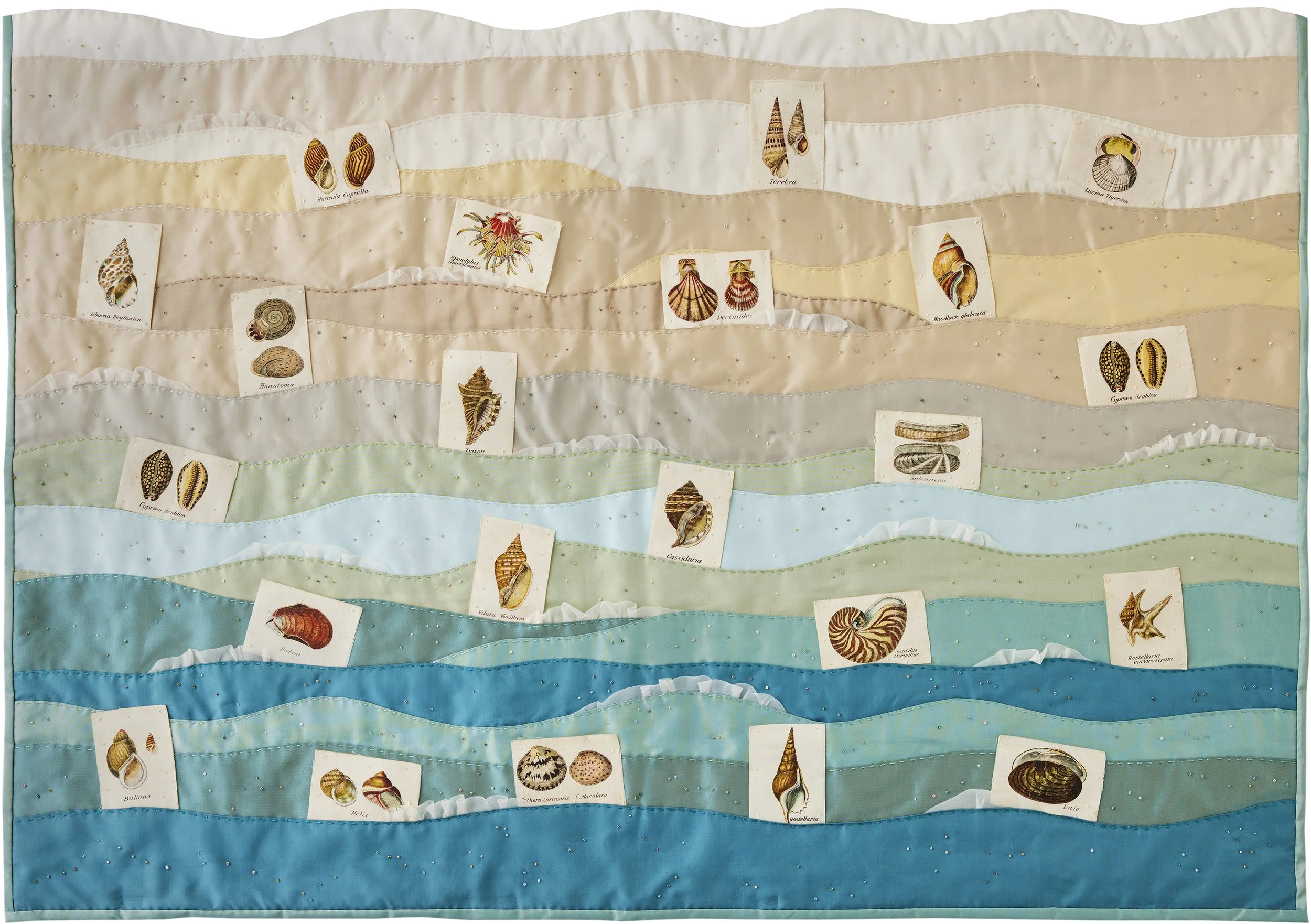 Types of Seashells